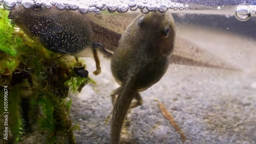 Tadpoles undergoing metamorphosis into frogs with developed back legs. They are swimming and jostling each other beneath the water surface.
