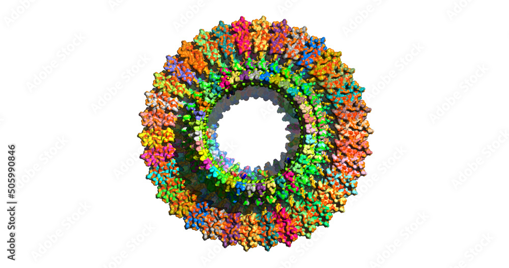 Fotografie Bacterial flagellar motor ring, MOTOR PROTEIN, 3D molecule
