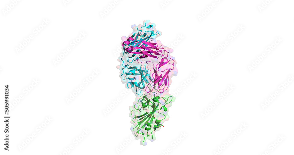 Obraz na plátně COVID-19 virus spike protein (bottom, green) neutralized by an antibody (top blu