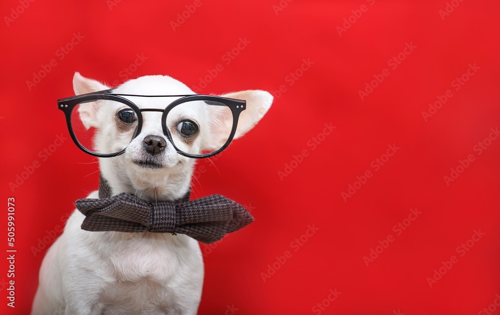 A dog in glasses and a bow tie is taking pictures of the camera while posing against a red background. A dog in glasses and a bow tie is taking pictures of the camera while posing against a red background.