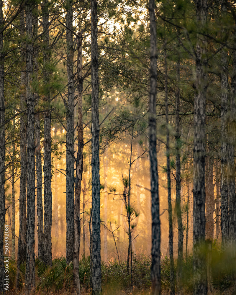 Pine forest in Florida with the morning light shining through Pine forest in Florida with the morning light shining through