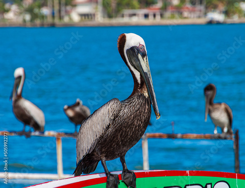 Brown Pelican (Pelecanus occidentalis) Johns Pass, Madeira Beach, Florida, USA photo