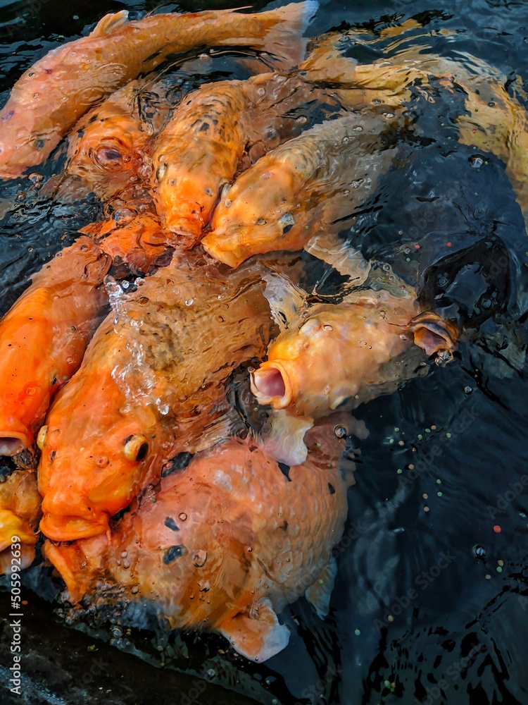 fish in the pond fish in the pond
