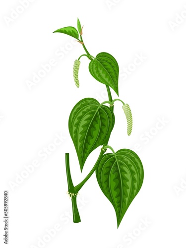 Tableau sur toile Vector illustration of betel leaf, scientific name of Piper betle, isolated on white background
