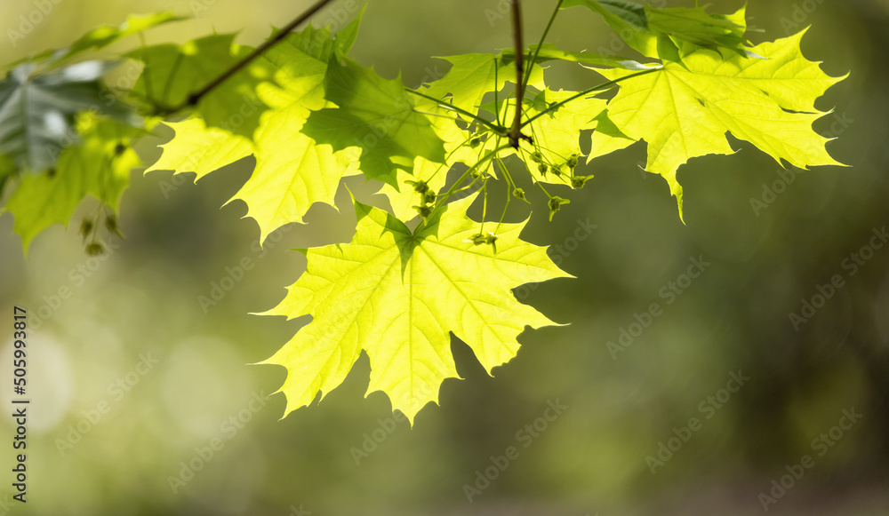 Green Vibrant Tree. Sunny Spring Day. Canadian Nature Background. Taken in Vancouver, BC, Canada. Green Vibrant Tree. Sunny Spring Day. Canadian Nature Background. Taken in Vancouver, BC, Canada.