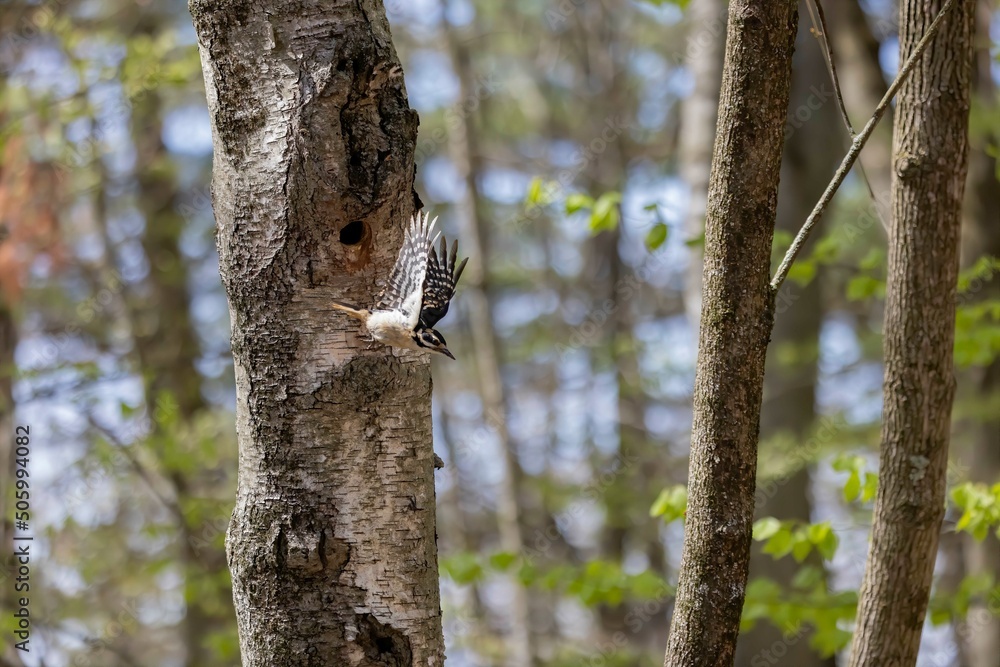 The hairy woodpecker (Leuconotopicus villosus) flying out of the nest cavity The hairy woodpecker (Leuconotopicus villosus) flying out of the nest cavity