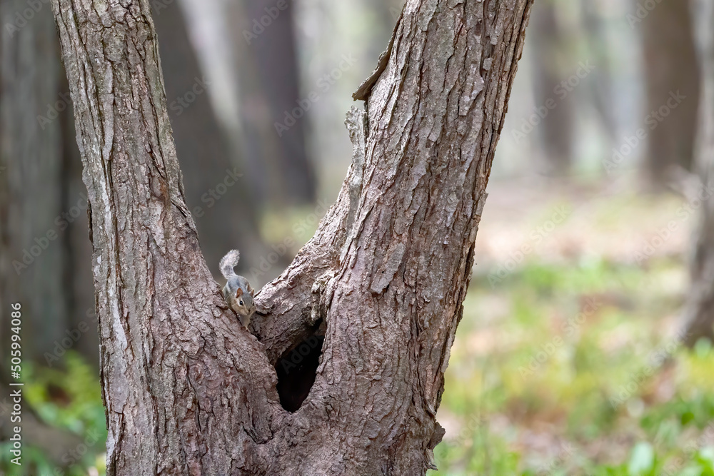 The eastern chipmunk (Tamias striatus) in the park. The eastern chipmunk (Tamias striatus) in the park.