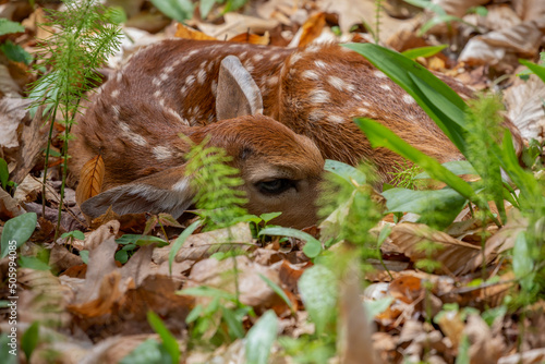 The newborn fawn white tailed deer