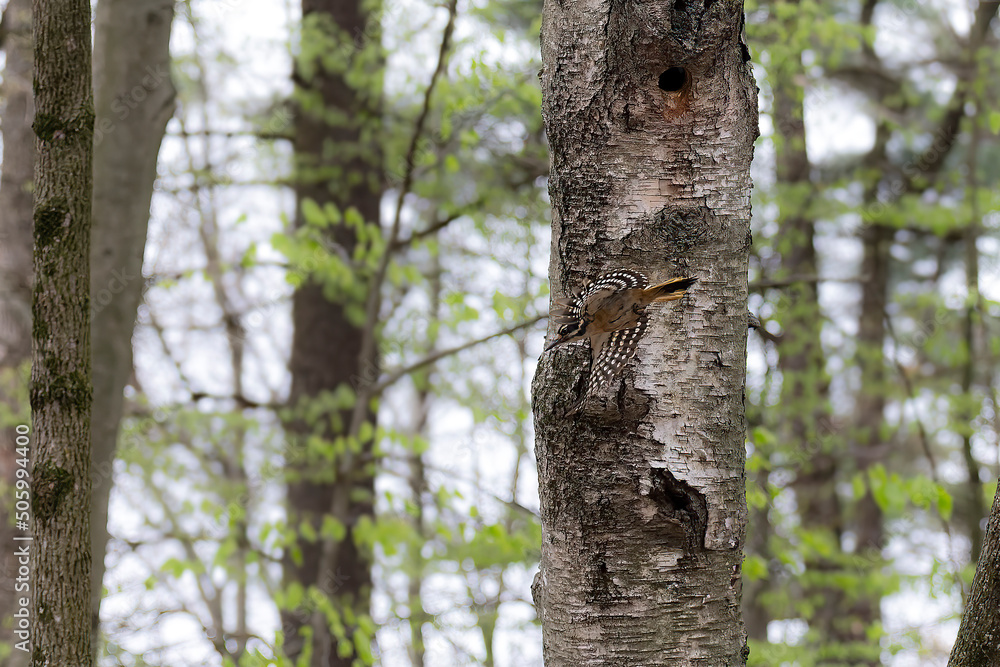 The hairy woodpecker (Leuconotopicus villosus) flying out of the nest cavity The hairy woodpecker (Leuconotopicus villosus) flying out of the nest cavity