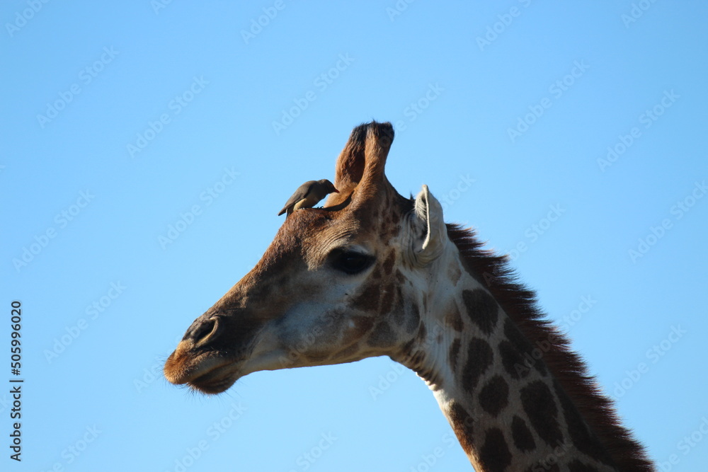 Portrait of elegant giraffe in South Africa with small bird sitting on its head. Portrait of elegant giraffe in South Africa with small bird sitting on its head.