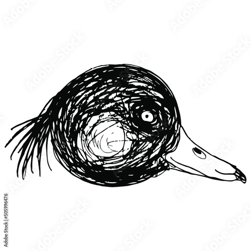 Head of a male Tufted Duck bird. Aythya fuligula. Animal design. Hand drawn linear doodle rough sketch. Black silhouette on white background. Isolated vector illustration. photo