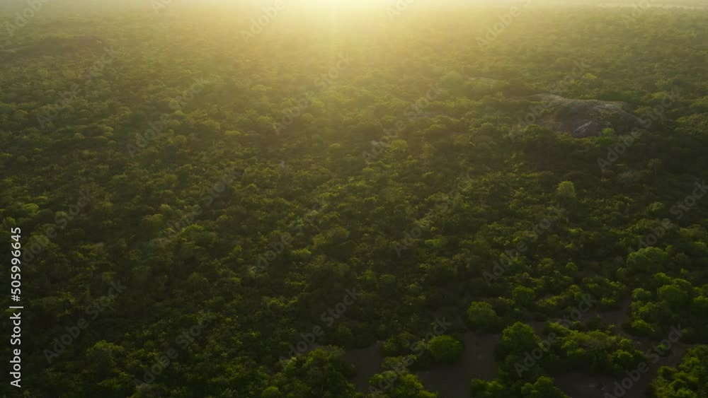 Jungle and tropical vegetation during sunset. Forest in sunlight. Sri Lanka. Jungle and tropical vegetation during sunset. Forest in sunlight. Sri Lanka.