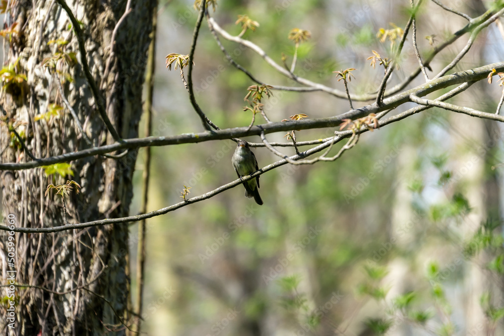 Old world flycatcher Bird resting on a branch at Point Pelee, Ontario, Canada after flying over Lake Erie migrating from the south during Spring Old world flycatcher Bird resting on a branch at Point Pelee, Ontario, Canada after flying over Lake Erie migrating from the south during Spring