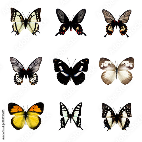 butterfly 04, collect 9 kinds of different butterflies.  transparence background, No need to spend time taking off the background