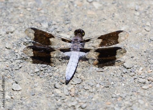 Common whitetail dragonfly adult male perched on trail. Foothills Park, Santa Clara County, California, USA. photo