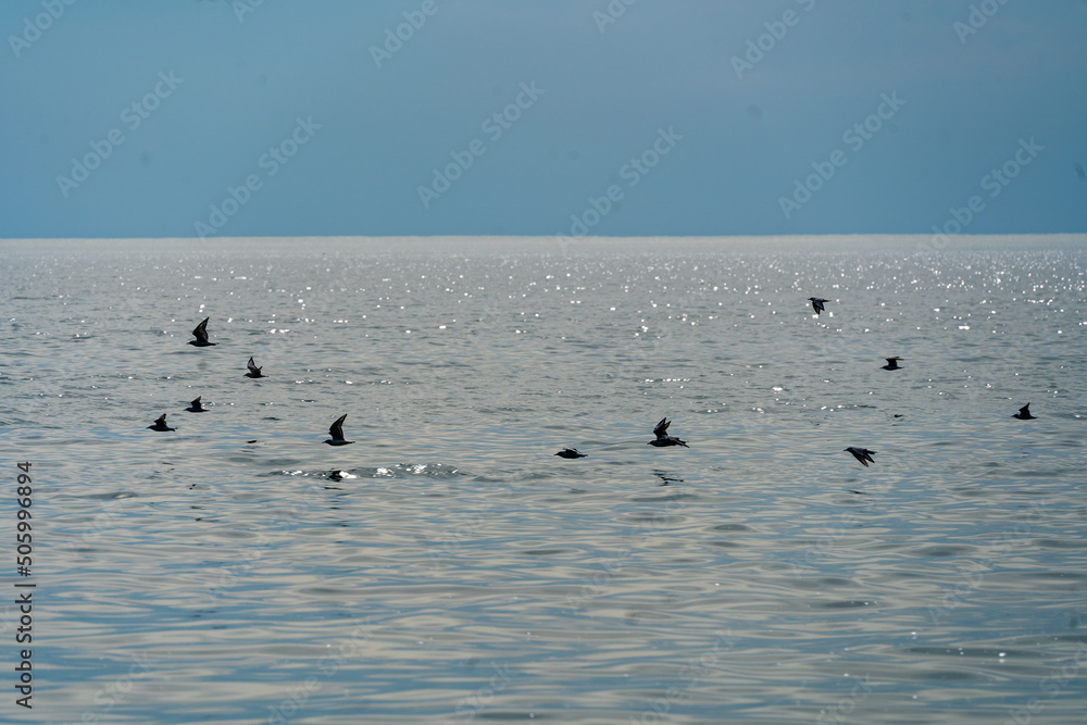 Seagulls flying over Lake Erie by the shores of Point Pelee, Ontario, Canada during spring 2022