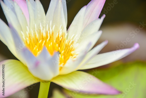 pink lotus pollen focus Lilac blooming in a pond soft blur
