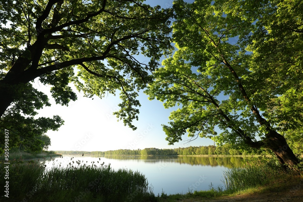 Branches of spring oaks against the lake in the morning