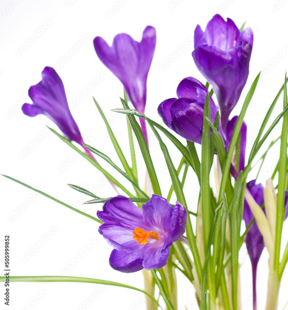 Crocus flower in the spring. Purple crocuses isolated on white background Crocus flower in the spring. Purple crocuses isolated on white background