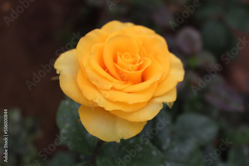 Rosas Amarillas  rosas  Jard  n  Jardiner  a