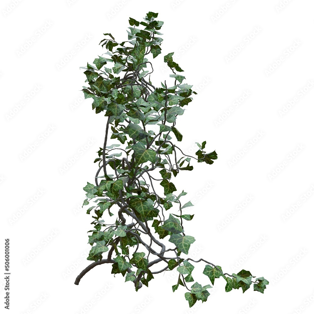 Climbing plants creepers vine isolated on white background 3d illustration Climbing plants creepers vine isolated on white background 3d illustration