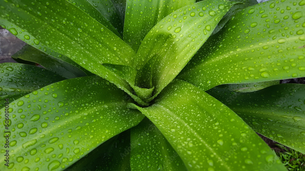 The dracena plant looks so fresh with water droplets on the leaves after the rain 01 The dracena plant looks so fresh with water droplets on the leaves after the rain 01