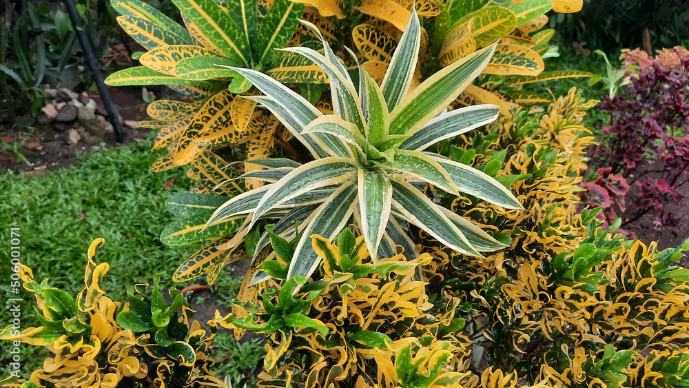 Fototapeta premium Croton with yellow leaves and dracena that look so fresh after the rain