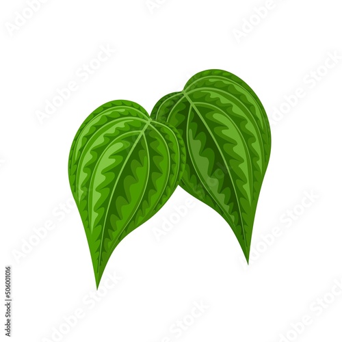 Εκτύπωση καμβά Vector illustration of betel leaf, scientific name of Piper betle, isolated on white background