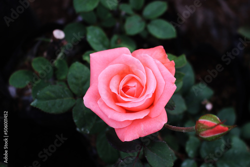Jard  n  Jardiner  a  rosas  rosa  primavera