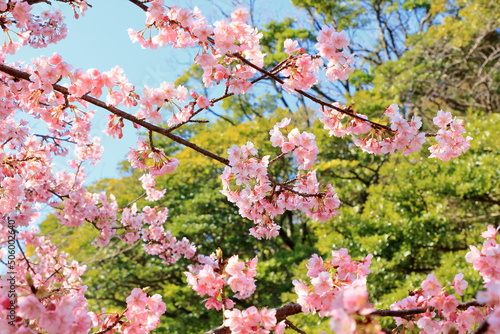 全盛期の河津桜