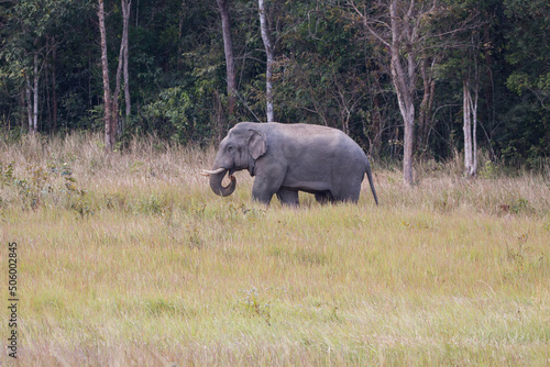 Asian Elephant in Khao Yai National Park, Thailand