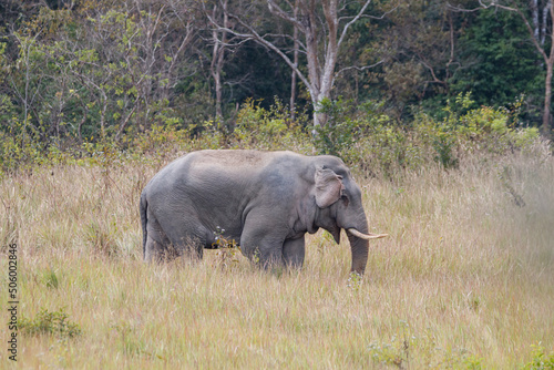 Asian Elephant in Khao Yai National Park, Thailand