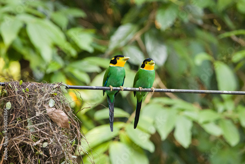 Long-tailed Broadbill in Khao Yai National Park, Thailand