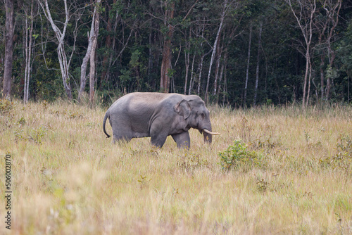 Asian Elephant in Khao Yai National Park  Thailand