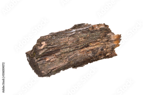 rotten tree isolated on white background