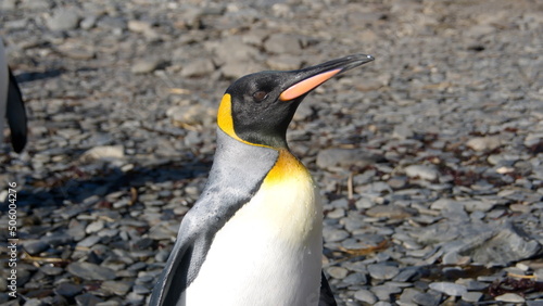 Close up of a king penguin  Aptenodytes patagonicus  at Jason Harbor on South Georgia Island