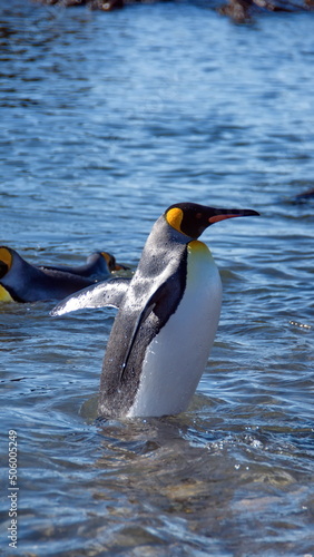 King penguin  Aptenodytes patagonicus  in shallow water at Jason Harbor on South Georgia Island
