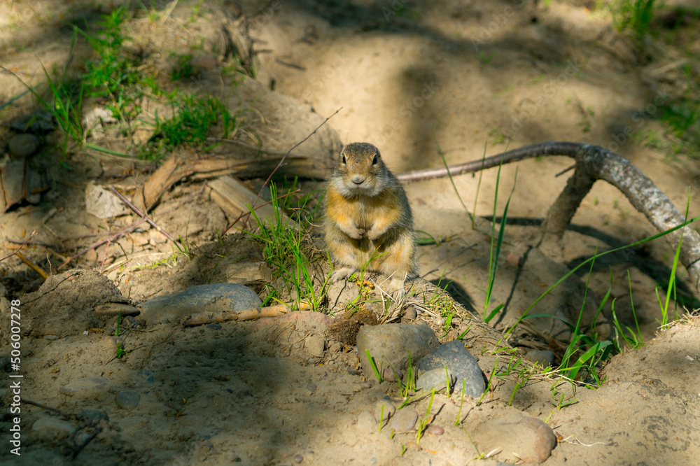 Obraz premium Gopher in the city summer park.
