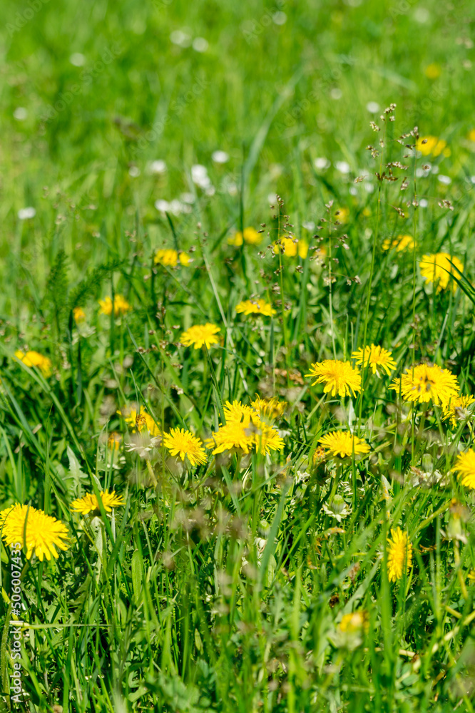 A blooming summer meadow with dandelions. A blooming summer meadow with dandelions.