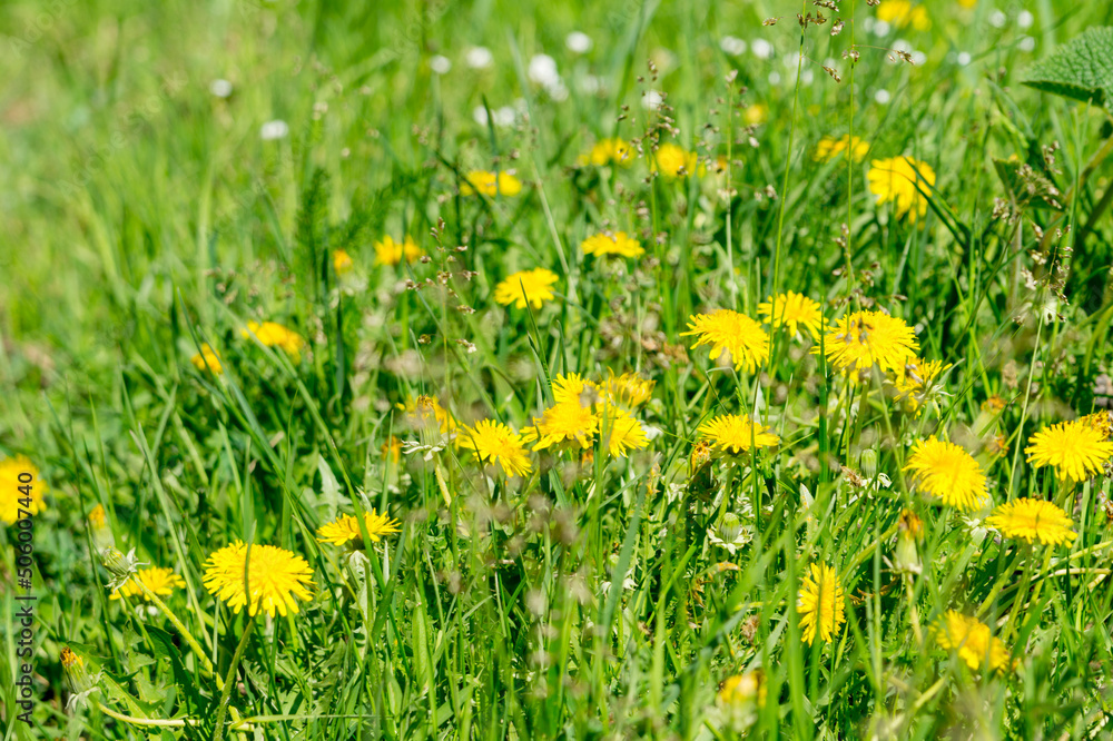 A blooming summer meadow with dandelions. A blooming summer meadow with dandelions.