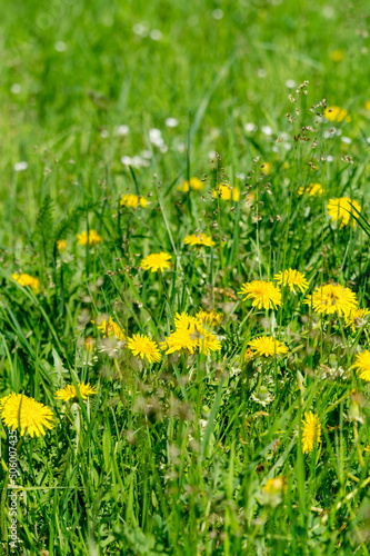 A blooming summer meadow with dandelions. © Province_photo