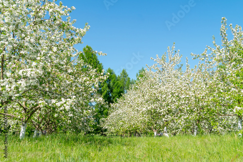 Blooming apple alleys on a sunny summer day.
