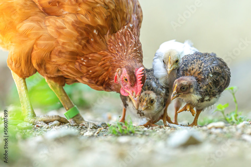 Portrait of a free-range brown clucking hen watching over her young chicks during molt in summer outdoors photo