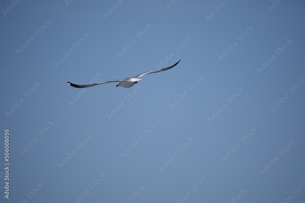 Pigeon flying with open wings, Dove in the air with wings wide open in-front of the blue sky Selective focus. Copy space. Pigeon flying with open wings, Dove in the air with wings wide open in-front of the blue sky Selective focus. Copy space.