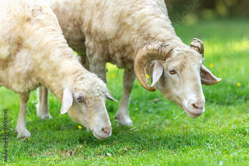 Portrait of a sheep in spring outdoors, Ovis gmelini aries photo