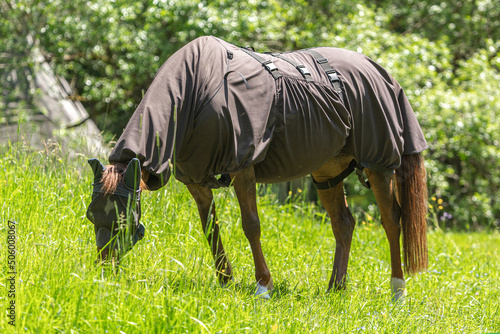 Fly protection during summertime: Portrait of a horse wearing a fly protection rug on a pasture in summer outdoors