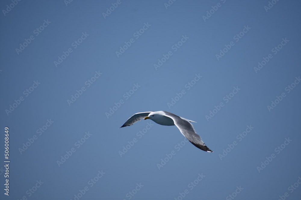 Pigeon flying with open wings, Dove in the air with wings wide open in-front of the blue sky Selective focus. Copy space.