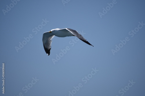 Pigeon flying with open wings, Dove in the air with wings wide open in-front of the blue sky Selective focus. Copy space. © ernestos