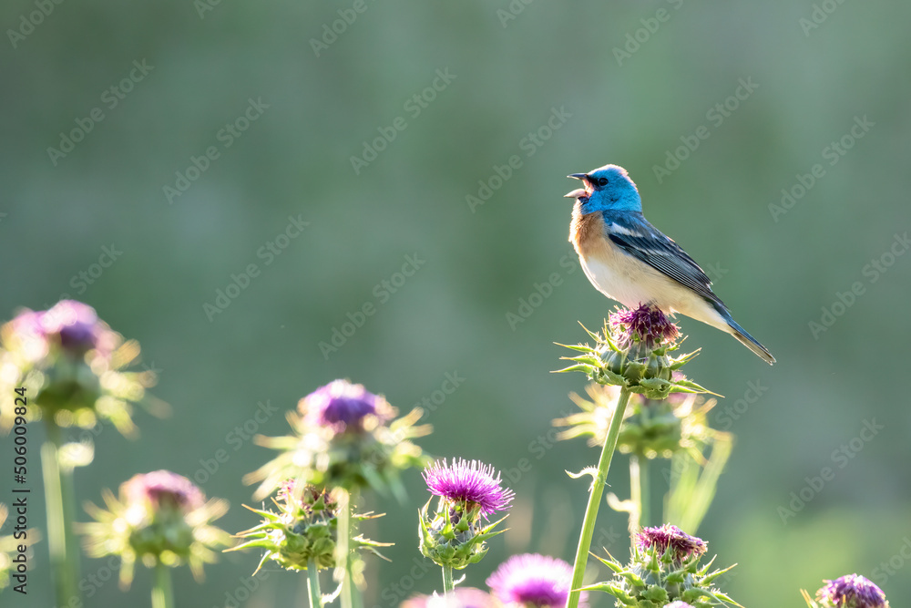 Obraz premium Lazuli Bunting