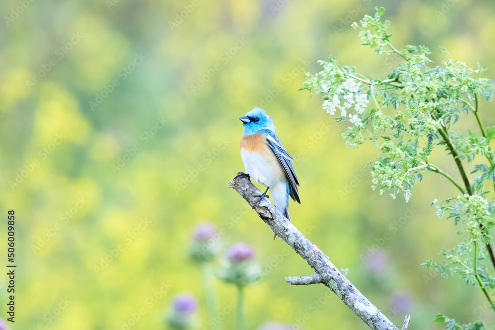 Naklejka premium Lazuli Bunting